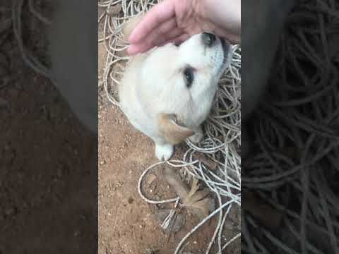 시고르자브종 표지 1