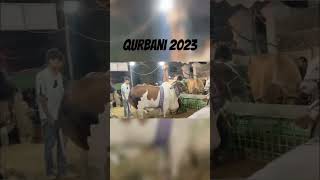 Fibbi Continental #cow #bull #trending #viral #video #youtubeshorts #qurbanistatus  #eiduladha2023