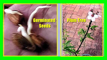 How To Grow a Plum Tree from Seed: Growing Plums From Seeds or Pits Easily