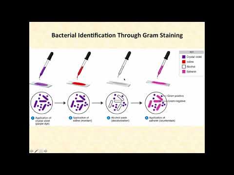 Basic Clinical Microbiology