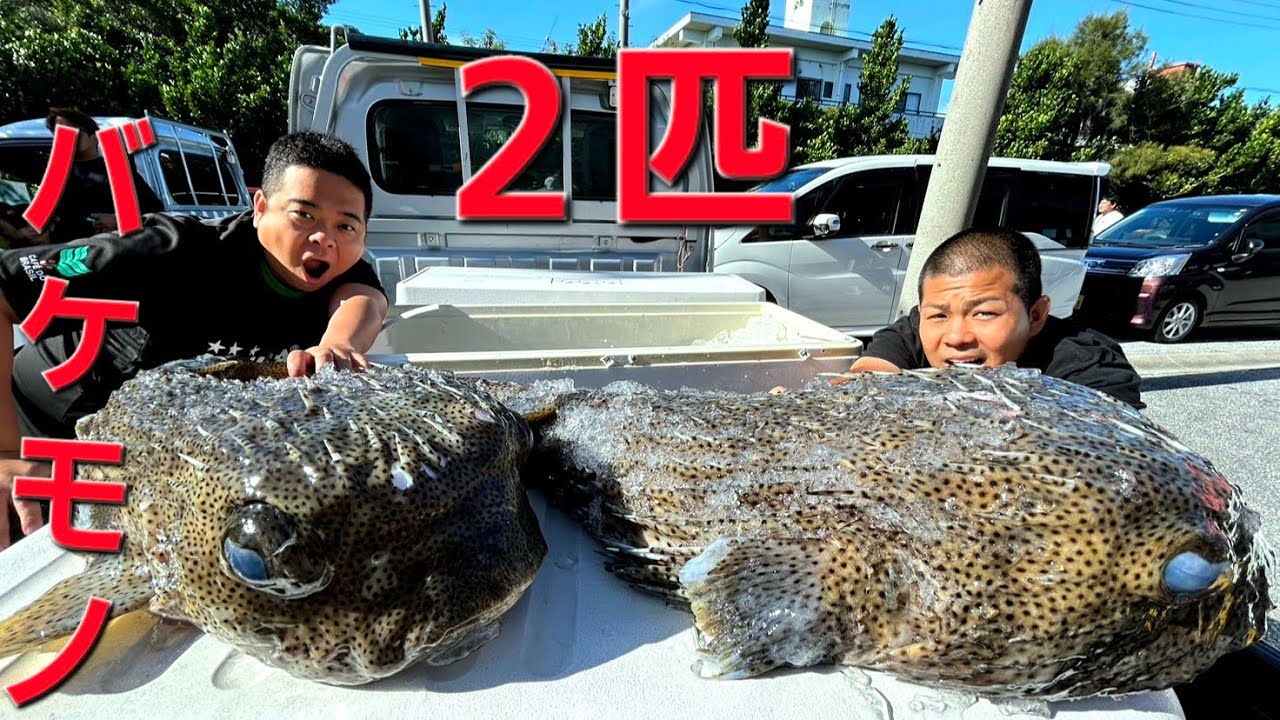Giant Pufferfish] A giant porcupinefish appeared in shallow waters