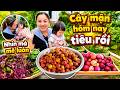 Ko nhịn được cười với biểu cảm của Na khi hái sạch cây mận & lắc muối ớt cực cuốn