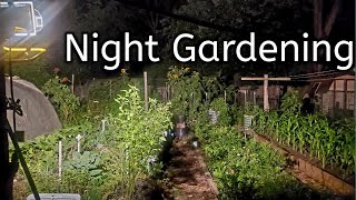Celebrity 5 Reasons To Garden At Night-Night Gardening Wealth