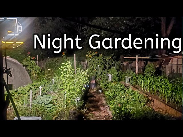 5 Reasons To Garden At Night-Night Gardening - YouTube