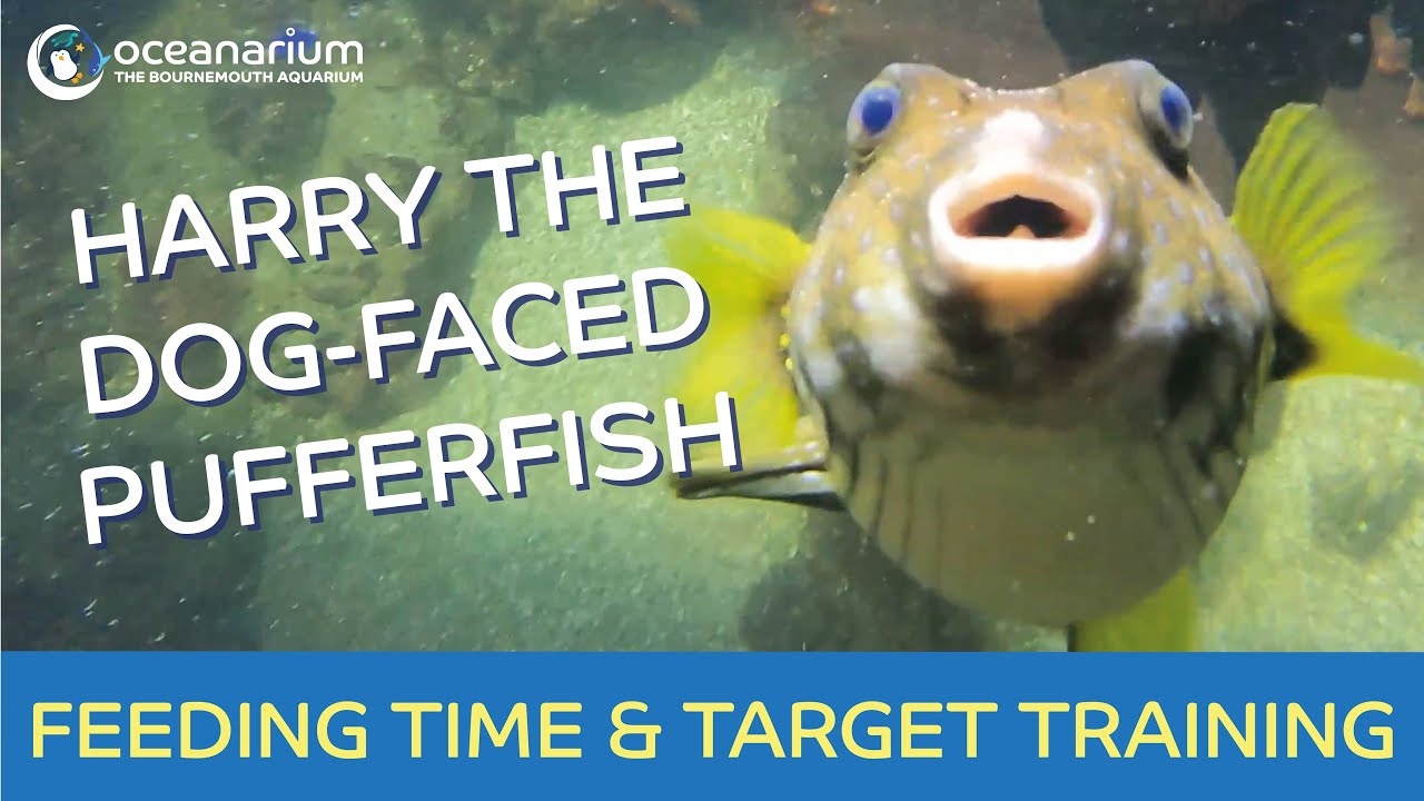 Harry the Dogfaced Pufferfish Feeding Time and Target Training YouTube