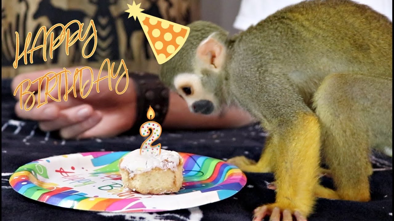 Baby Monkey oLLie Eats Some Cake For His 2nd Birthday!