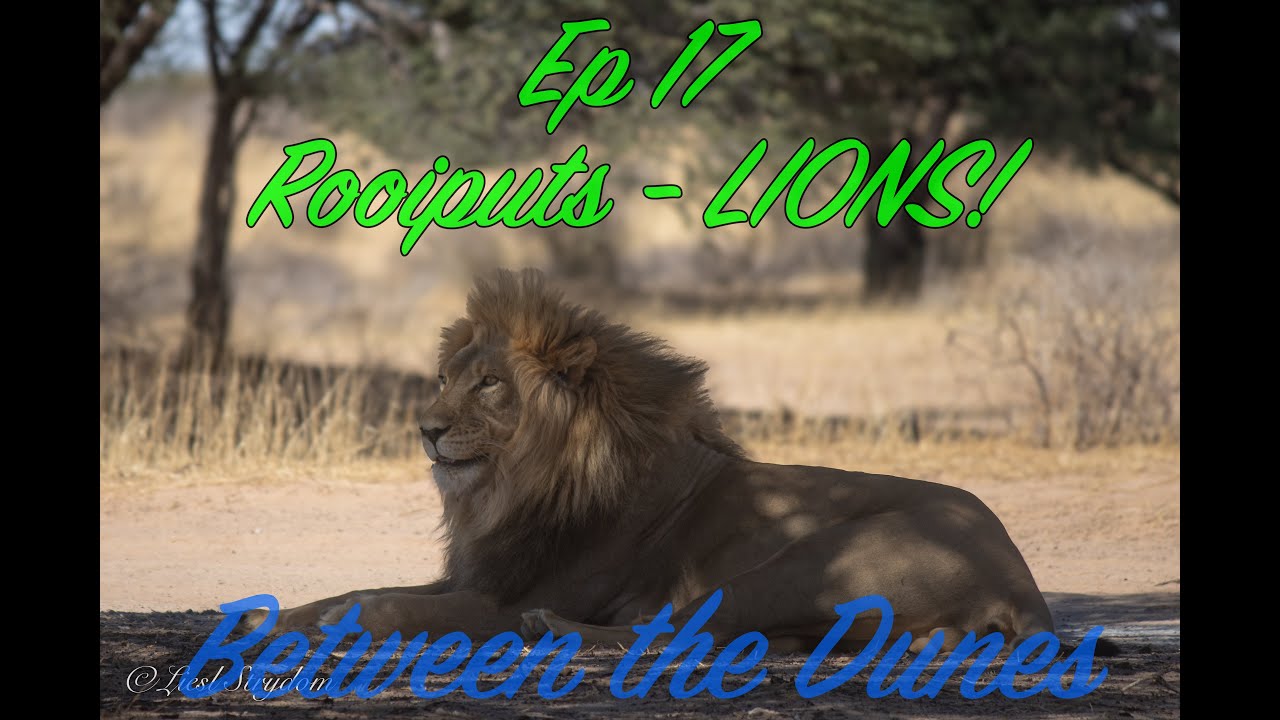 Awth Between the Dunes / Ep 17 / Rooiputs Lions - YouTube