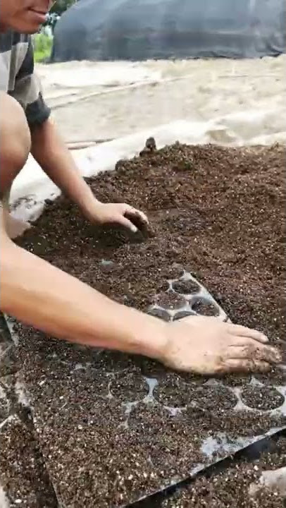 Seedling Farming Techniques Original Sounds 😎 #satisfying #short