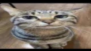 Bill Collector Meme Compilation