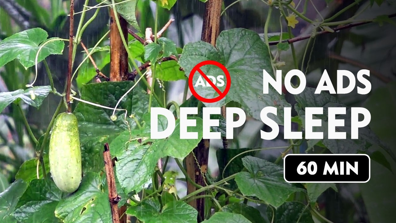 No Ads Rain Sounds for Sleeping - ASMR Rain For Sleeping - Deep Sleep with Relaxing Rain Sounds