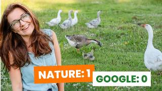 How 3 Geese Became 10 (And What Nature Taught Me About Ignoring Google)