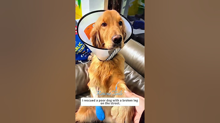 I rescued a poor dog with a broken leg on the street 😥❤️#rescue #dog #save #life #love #pets #shorts