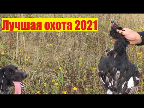Открытие охоты 2021/Лучшие моменты/Охота с собакой на болотно луговую дичь/Early Hunting season 2021