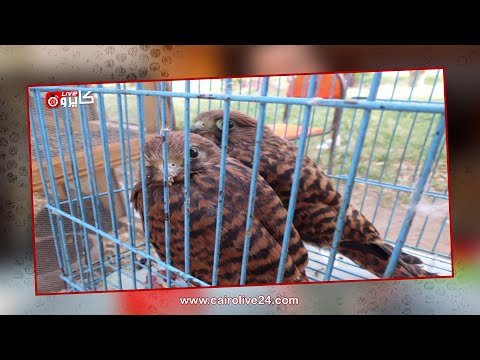 مباشر من سوق الجمعة بالسيدة عائشة أقدم استراحة مفتوحة لبيع الحيوانات النادرة