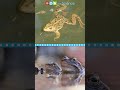 Frog Life Cycle and Development