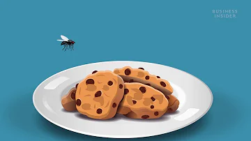 Come muore una mosca?