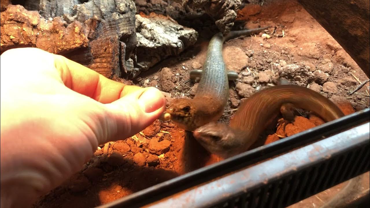 Kenyan Zebra skinks (Trachylepis dichroma) - YouTube