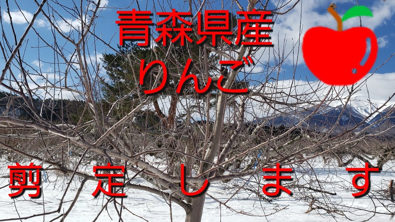 ふじ、りんご剪定動画です(^^)