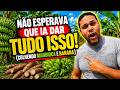 Colheita de Banana e Mandioca: Não Esperava Que Ia Dar TUDO ISSO! 🌾🍌