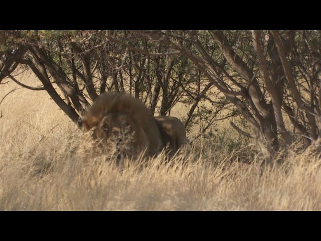 Lion Hunt Africa Dangerous encounter class=