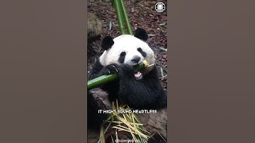 Pandas 🐼 The Sad Truth About Pandas