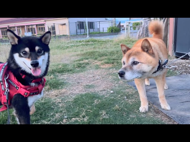 びびりつつうれしそうな柴犬【A smiling Shiba Inu and her only