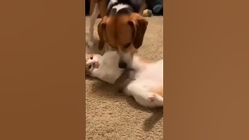 Funny ANIMALS videos😊Funniest CATS😹 and DOGS🐶 #51 #cat #funny #youtubeshorts #shorts #short