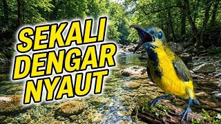 Terapi Masteran Burung Sogon, Aliran Sungai & Suara Alam | Pelatihan Burung Sogon