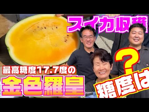 【収穫王】最高級スイカ「金色羅皇」の収穫適期と品質を見極める極意