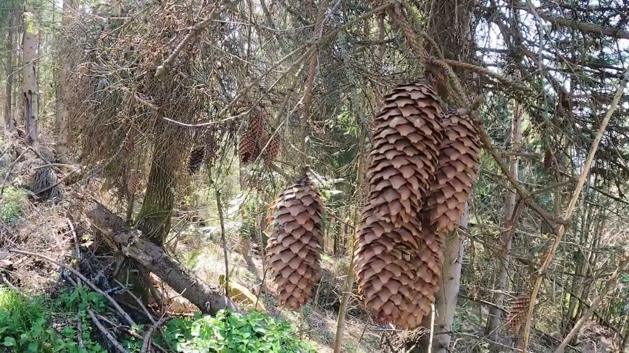 GÓRY STOLICKIE STOLICA 1477 4K