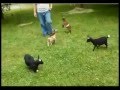 Crazy baby goat back flips off other goats