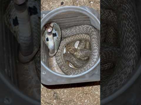 2 Tu cobra snakes release forest area, My contact number 8179086040 #shortvideo #viral