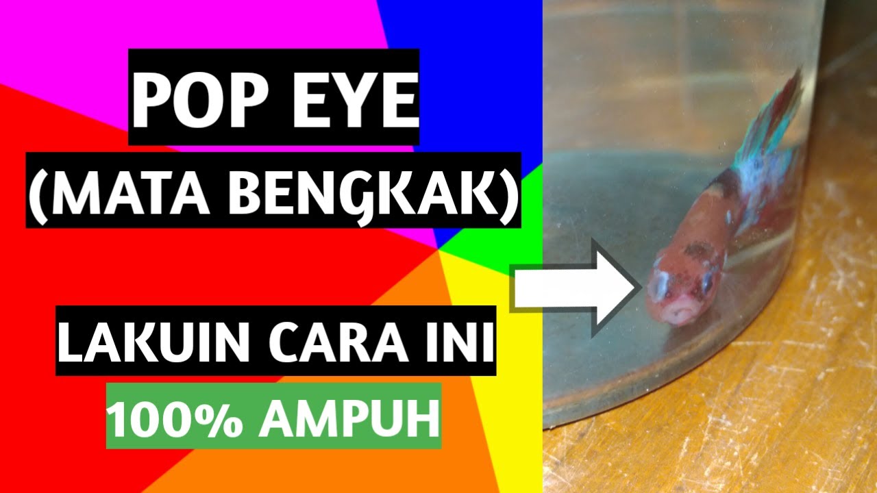 MENGOBATI POP EYES ATAU MATA BENGKAK PADA IKAN CUPANG 