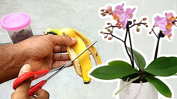 Jak odstranit orchideje na listech?