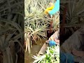 unique way of harvesting pineapples in the river #shorts