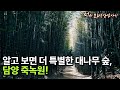 알고 보면 더 특별한 대나무 숲, 담양 죽녹원! #대나무숲 #관방제림 #담양 #역사기행 #힐링 #죽녹원
