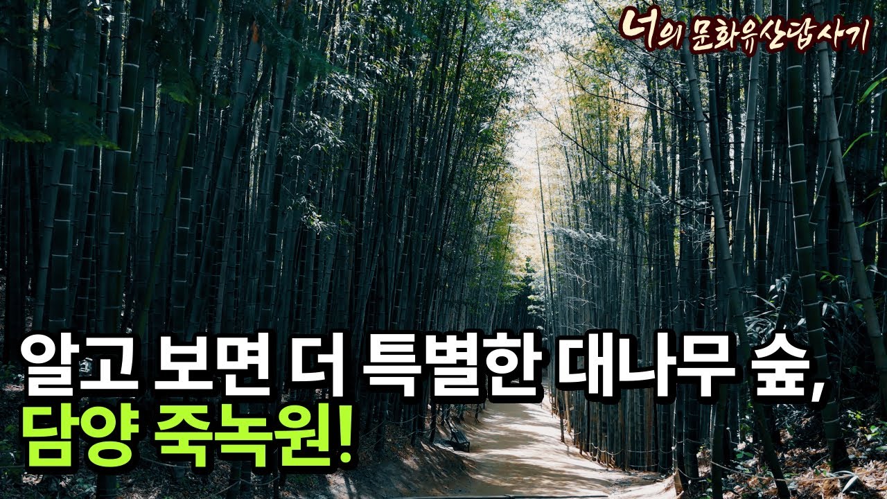 알고 보면 더 특별한 대나무 숲, 담양 죽녹원! #대나무숲 #관방제림 #담양 #역사기행 #힐링 #죽녹원