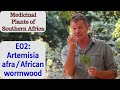 Medicinal plants of southern africa e02 artemisia afraafrican wormwood