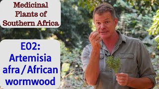 Medicinal Plants of Southern Africa E02: Artemisia afra/African wormwood