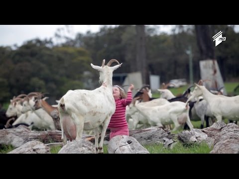 შალაურის თხის ფერმა