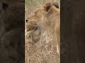 Lioness Moving Her Cub #Wildlife | #ShortsAfrica