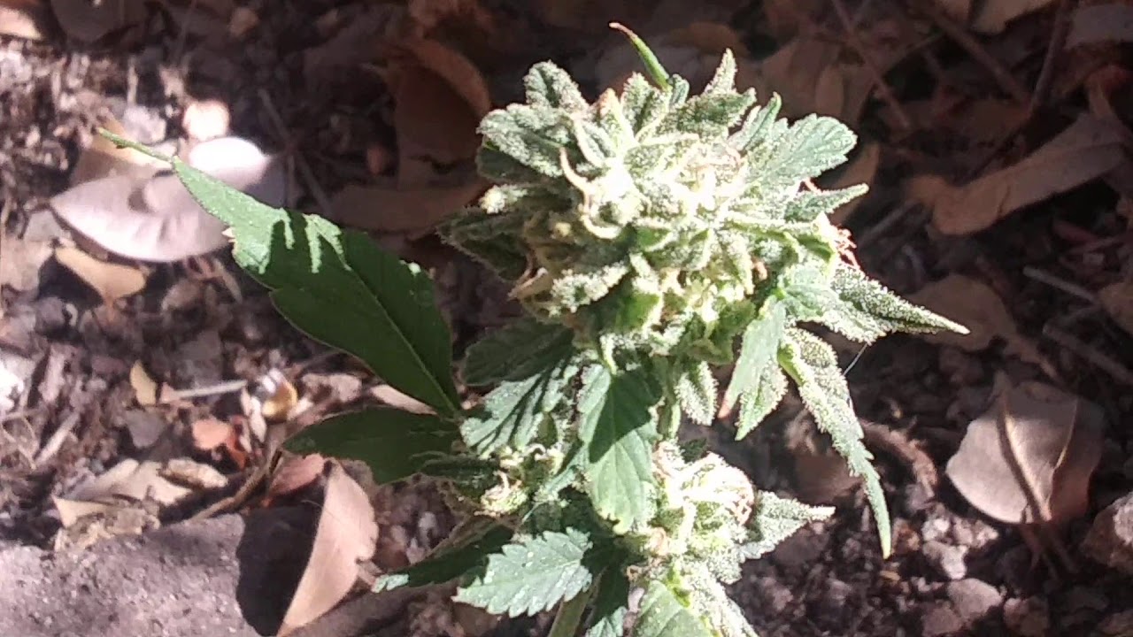 Small potent Afghan plant first grow