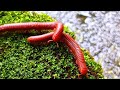 The World's Most Incredible Millipede Colony​#MillipedeColony ​#IncredibleInsects