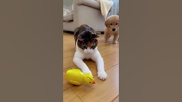 Calico Cat Subdues Wind Up Toy! 🐔 #shorts