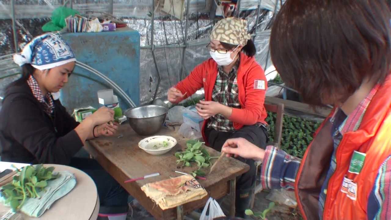 スイカの接木講座 Youtube スイカの接木講座 Youtube