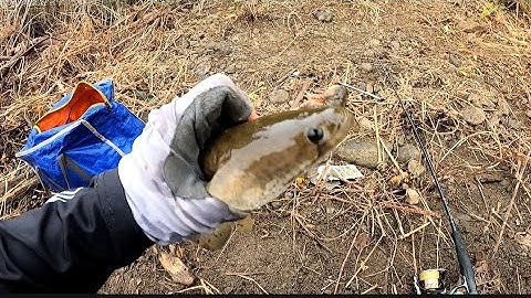 Câu cá lóc tự nhiên ở đập Sông ray | Mồi nhái thật