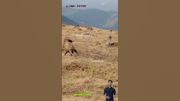 Đến sư tử vua của muôn loài mà gặp rắn hổ mang chúa củng phải quay xe