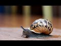 Canon EOS 1100D with 18-55mm Kit Lens: Video Test- Snail