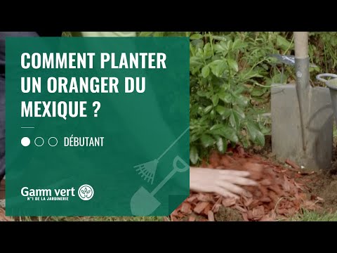 [TUTO] Comment planter un oranger du Mexique ? - Jardinerie Gamm vert