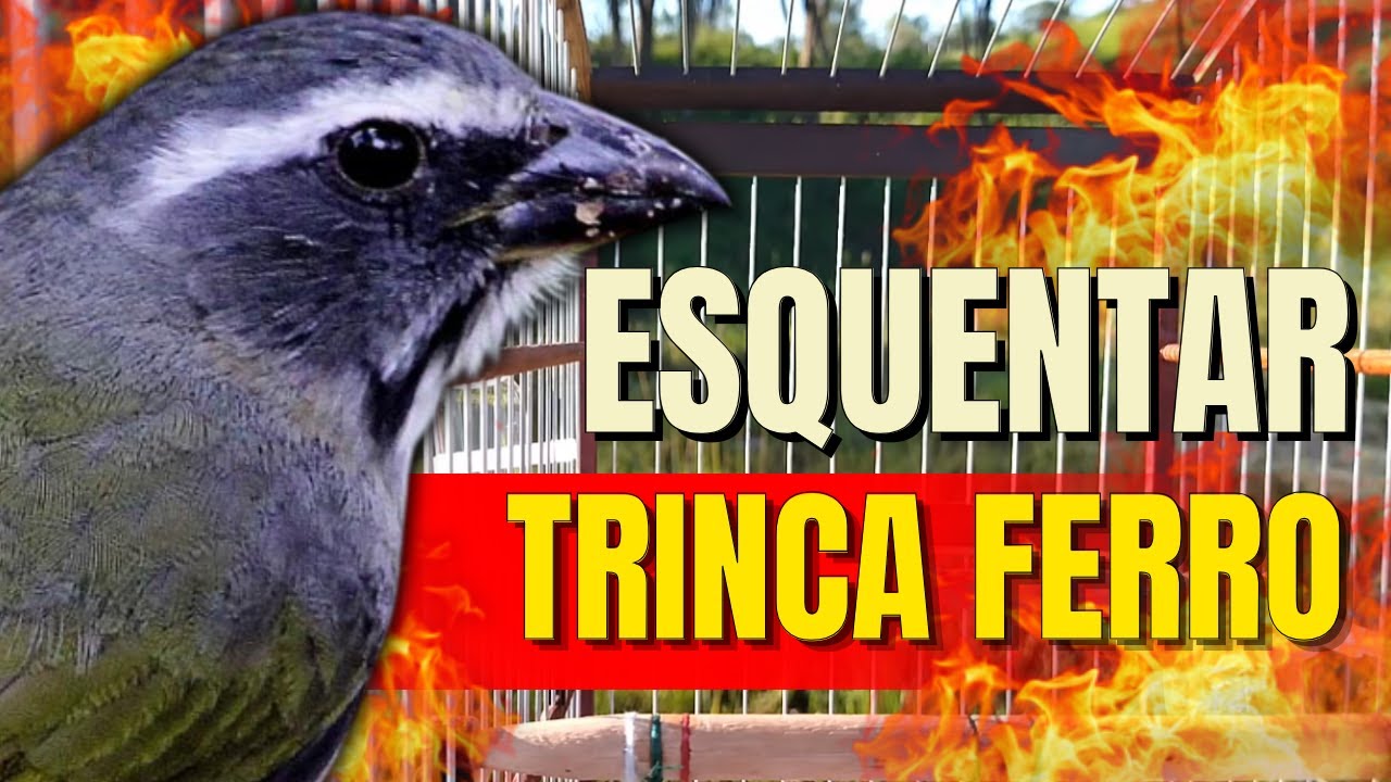 ESQUENTANDO TRINCA FERRO FRIO🟢LEVANTE SEU TRINCA FERRO 🟢MELHOR ESQUENTAR TRINCA FERRO CANTANDO
